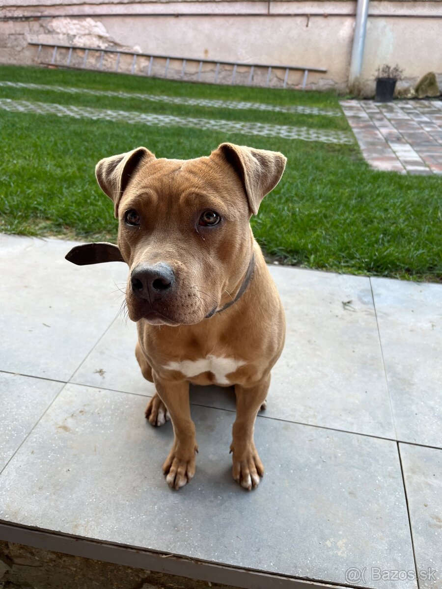 Staford fenka darujem - 3