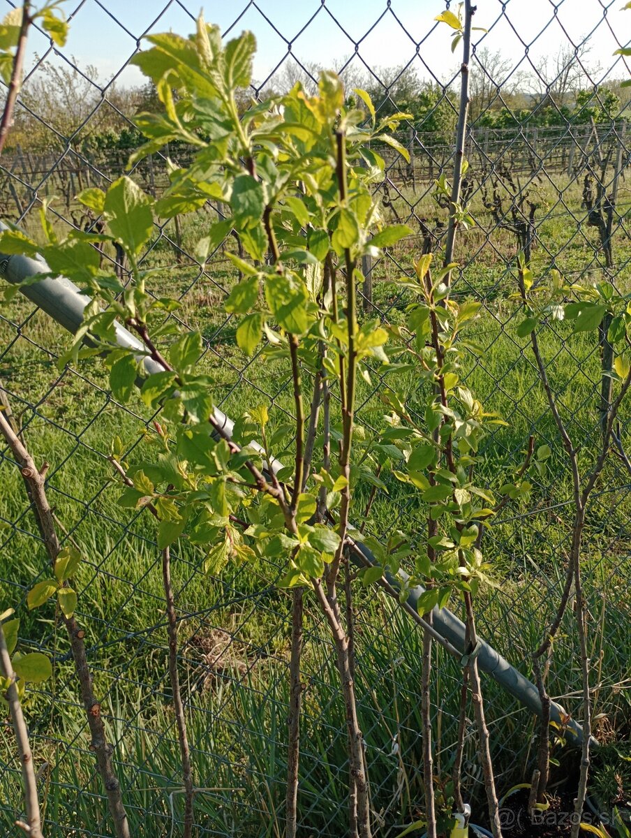 Višňa,Čerešňa,Slivka,jabloň - 3