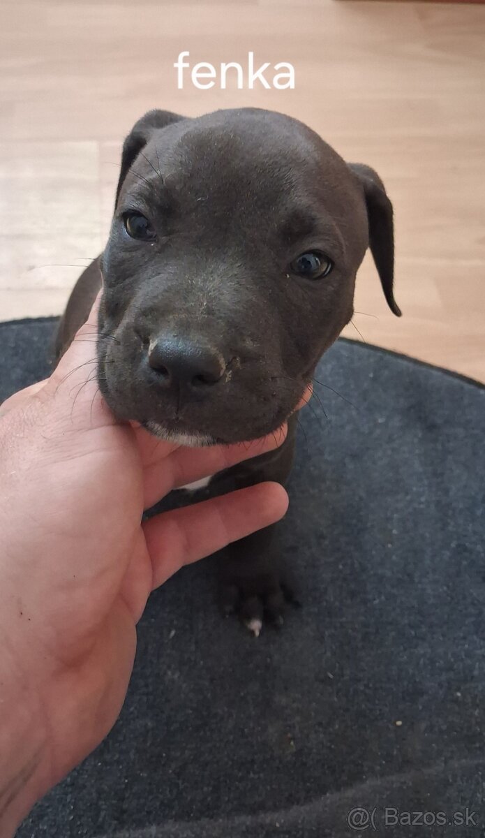 Americký Pitbullterrier - 3