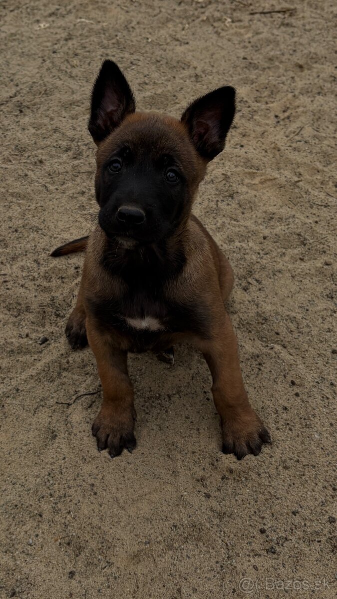 Malinois - 3