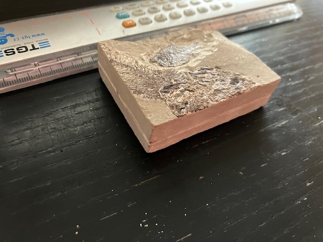 Fosília, skamenelina, rybka - inzerát č.7 Libanon - 3