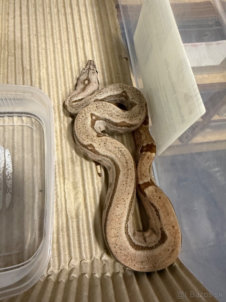 Boa Constrictor - Velhad Kralovsky - 3