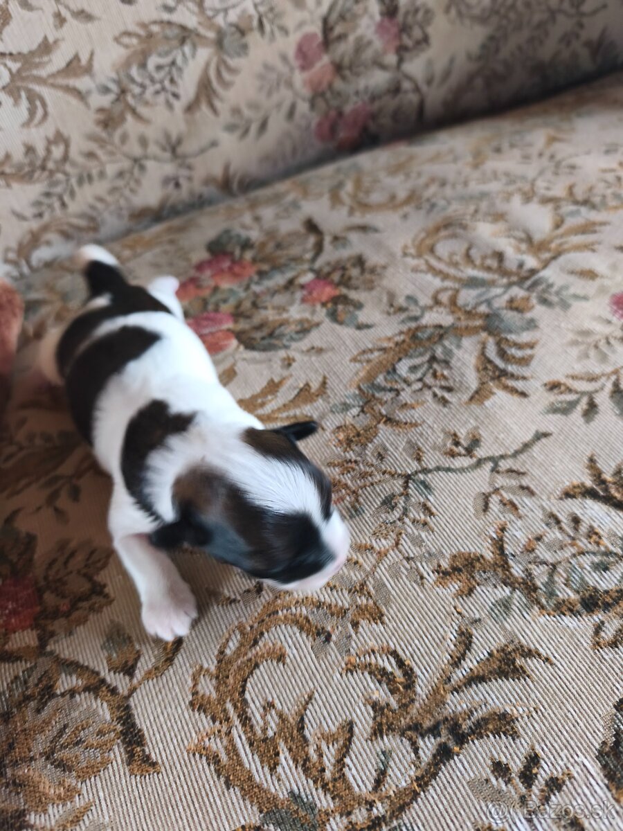 Čínsky chocholatý pes - 3