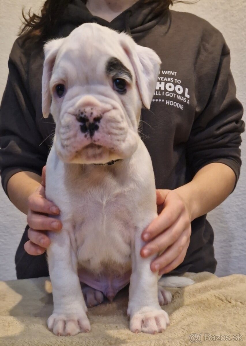 Nemecky boxer s pp - biely psík - 3