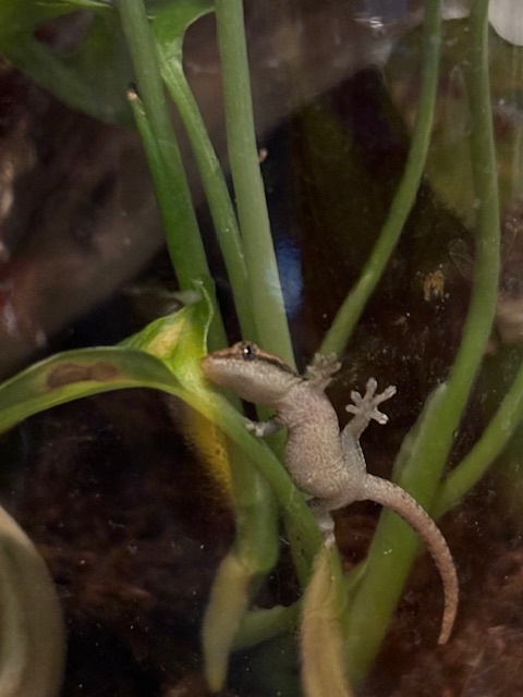 Gekón panenský - 3