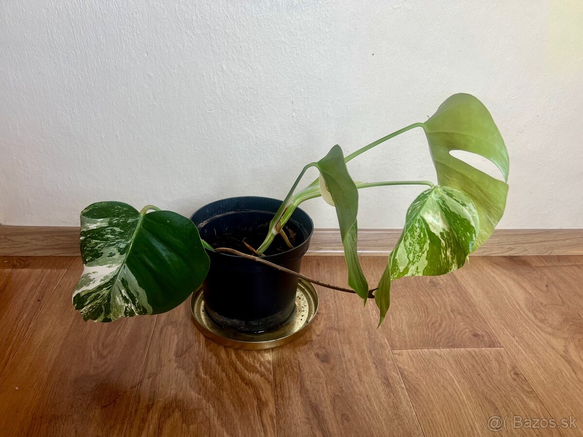 Monstera alba - 3