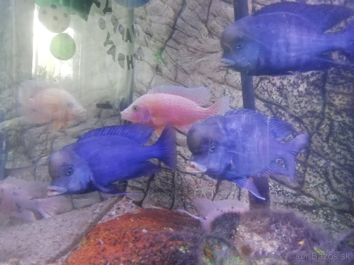Africké cichlidy - 3