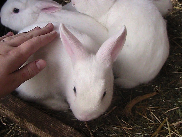 Predám 9-týždňové králiky - 3