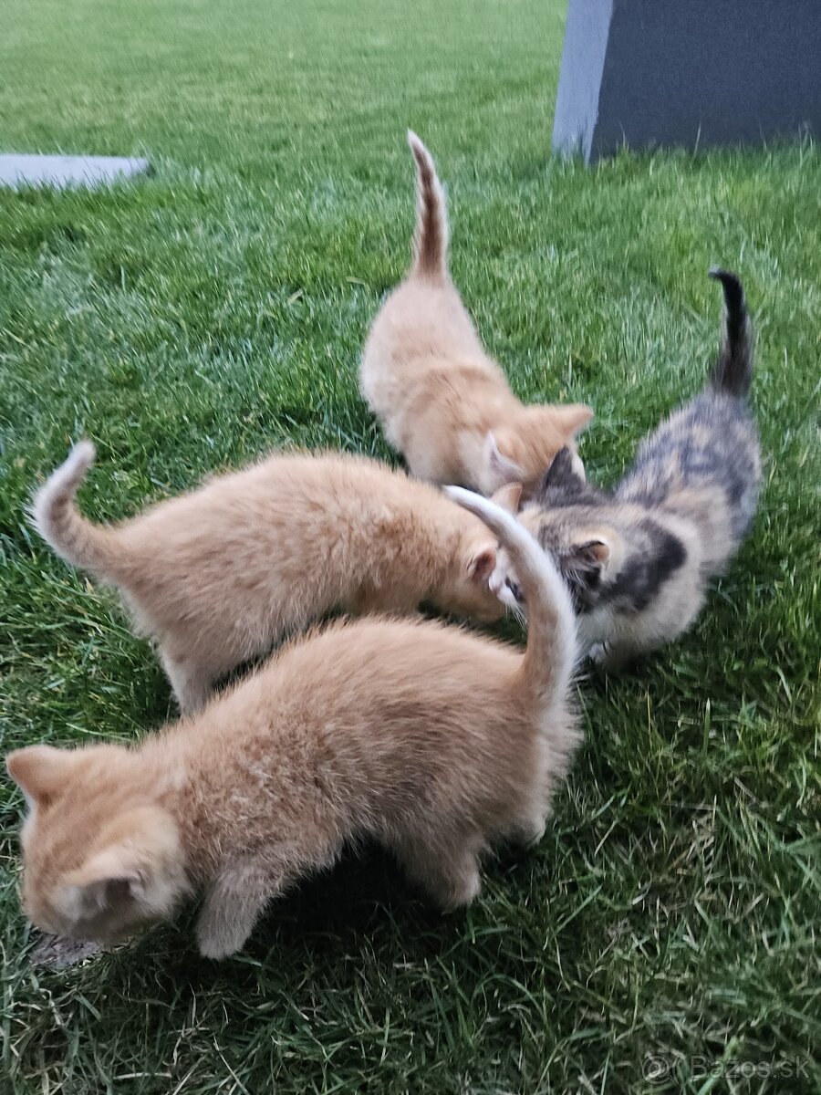 Darujem mačiatka a kocurikov - 3