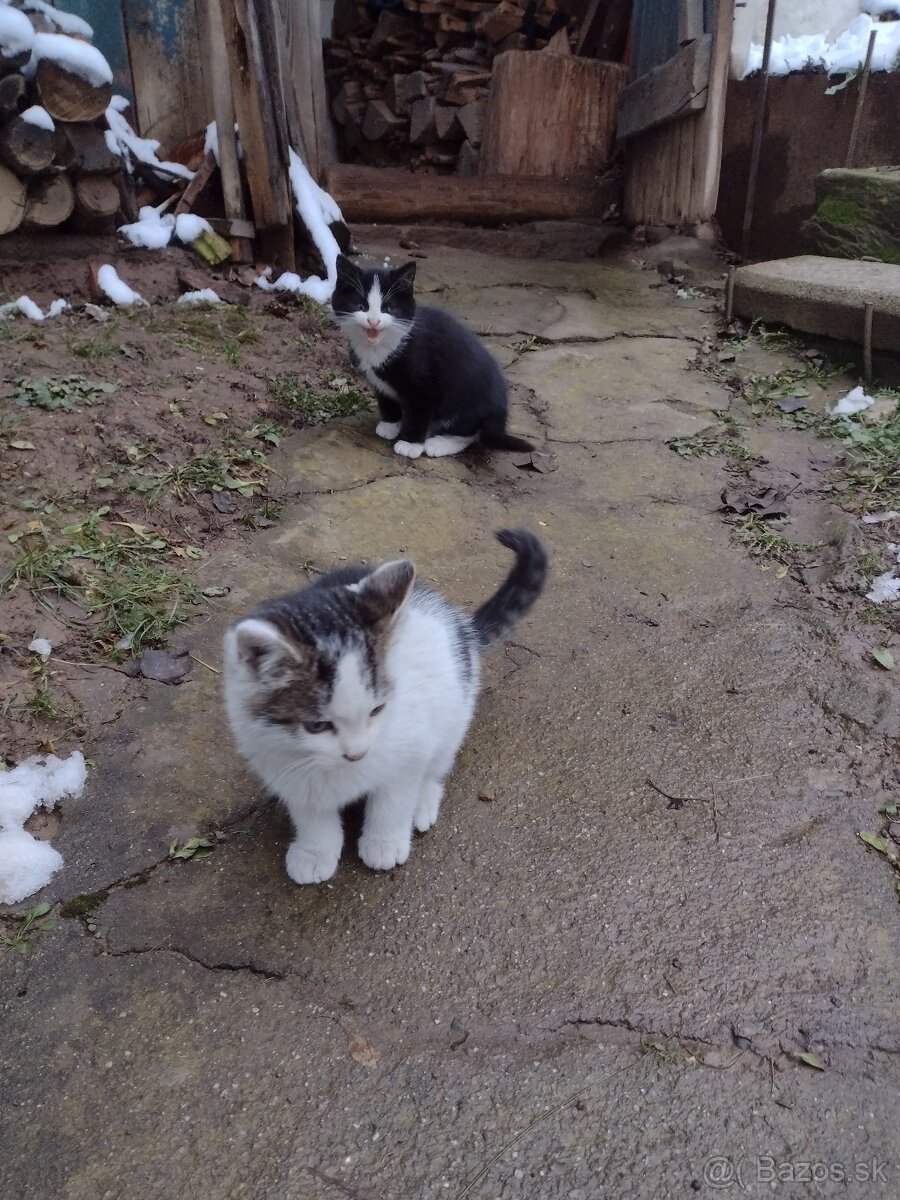 Darujem mačiatka - 3