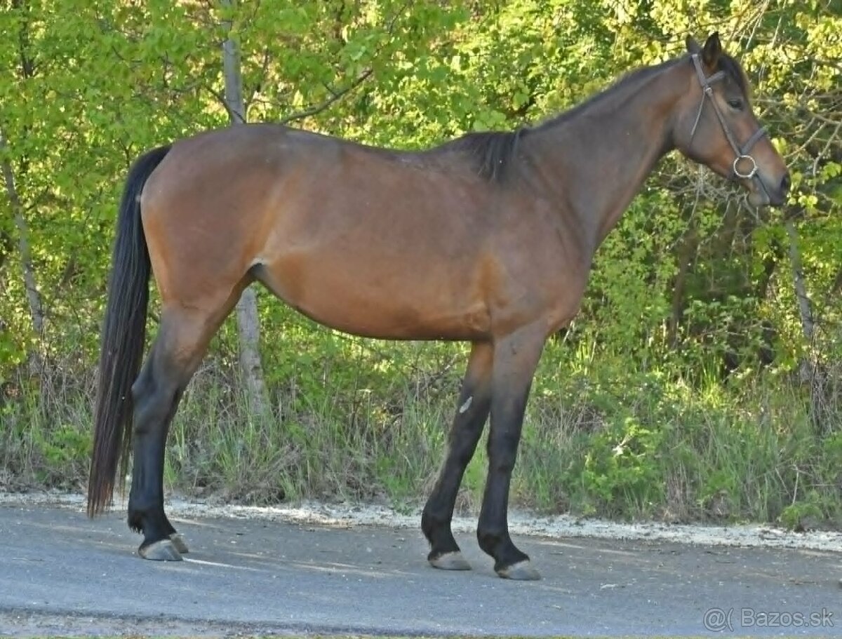 Mladá klisna - 3