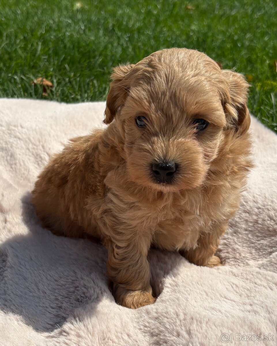 Maltipoo - 3