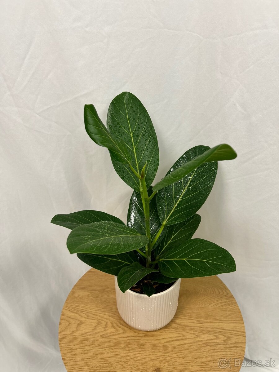Ficus benghalensis ‚Audrey‘ - 3