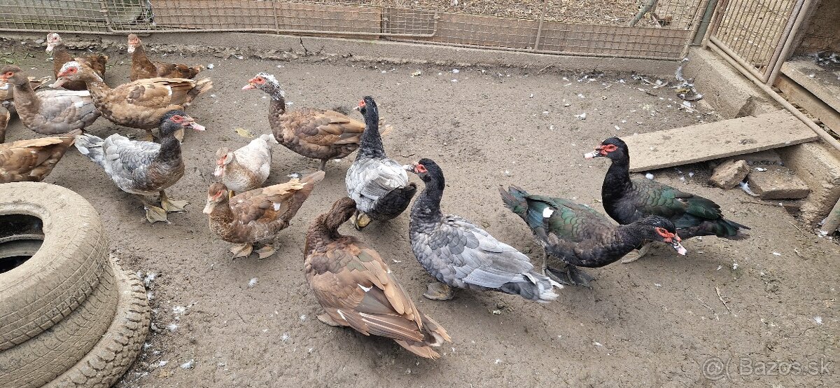 Kačica pižmová (čínske) - 3