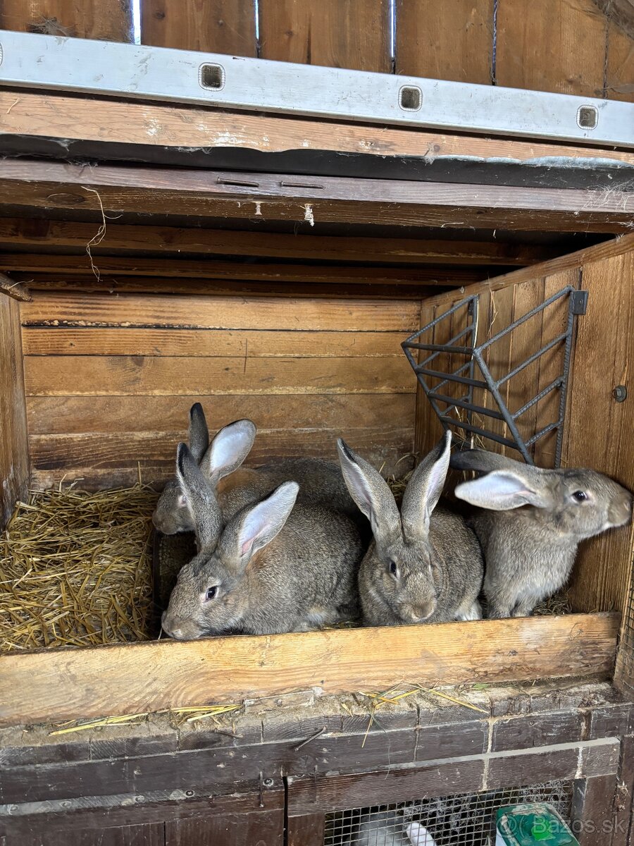 Králiky - 3