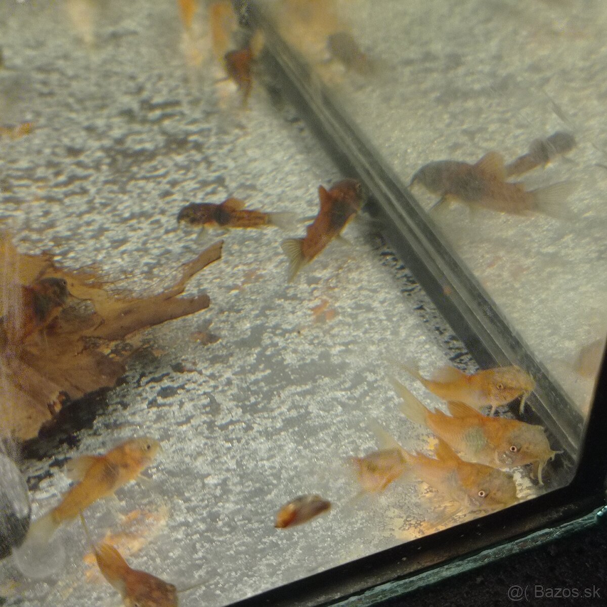 Panciernici orange venezuela corydoras - 3