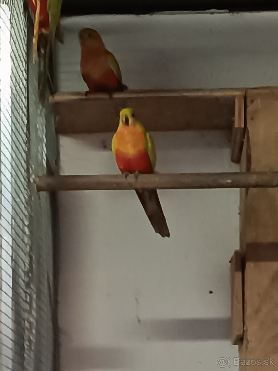 Papagaj kralovsky žlty - 3