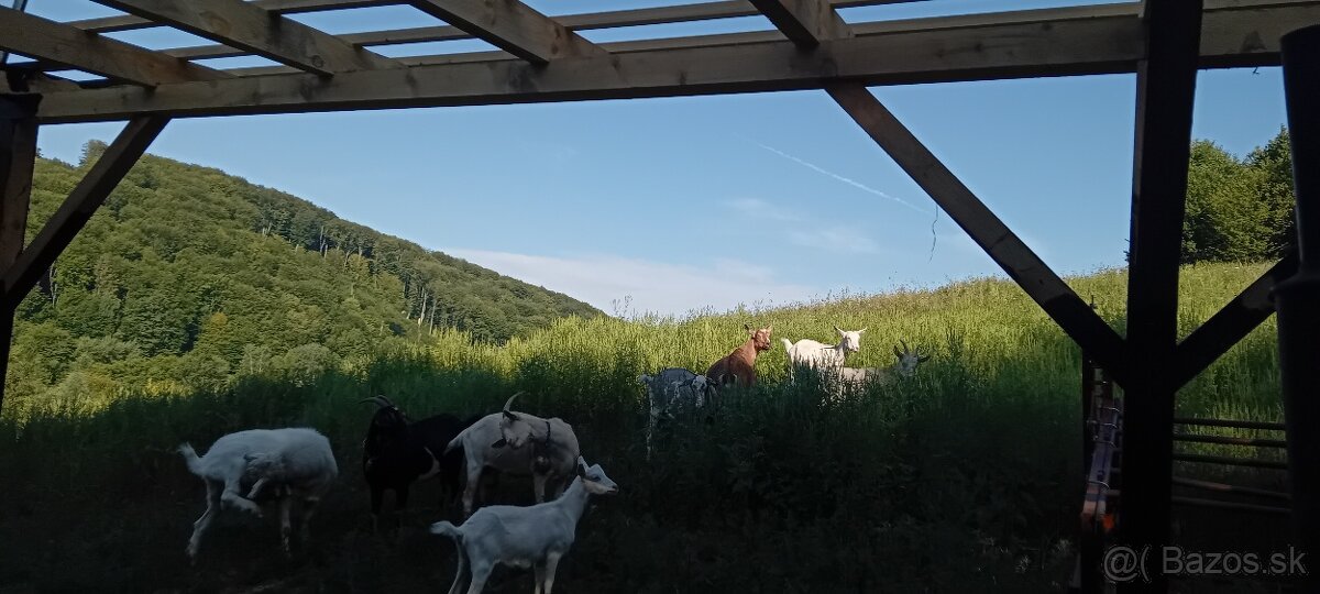 Predam alebo Vymením Stádo Koz - 3