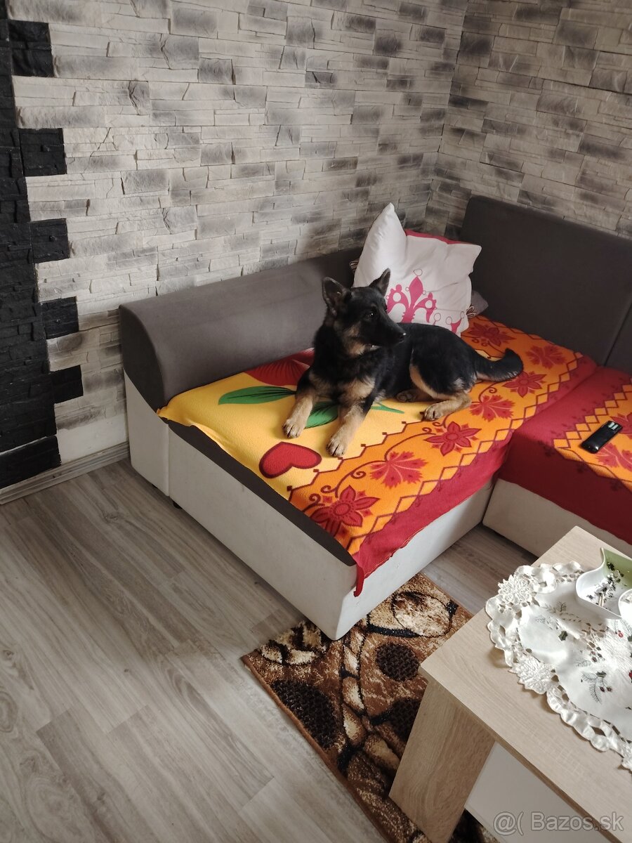 Predám fenku cena 150€ - 3