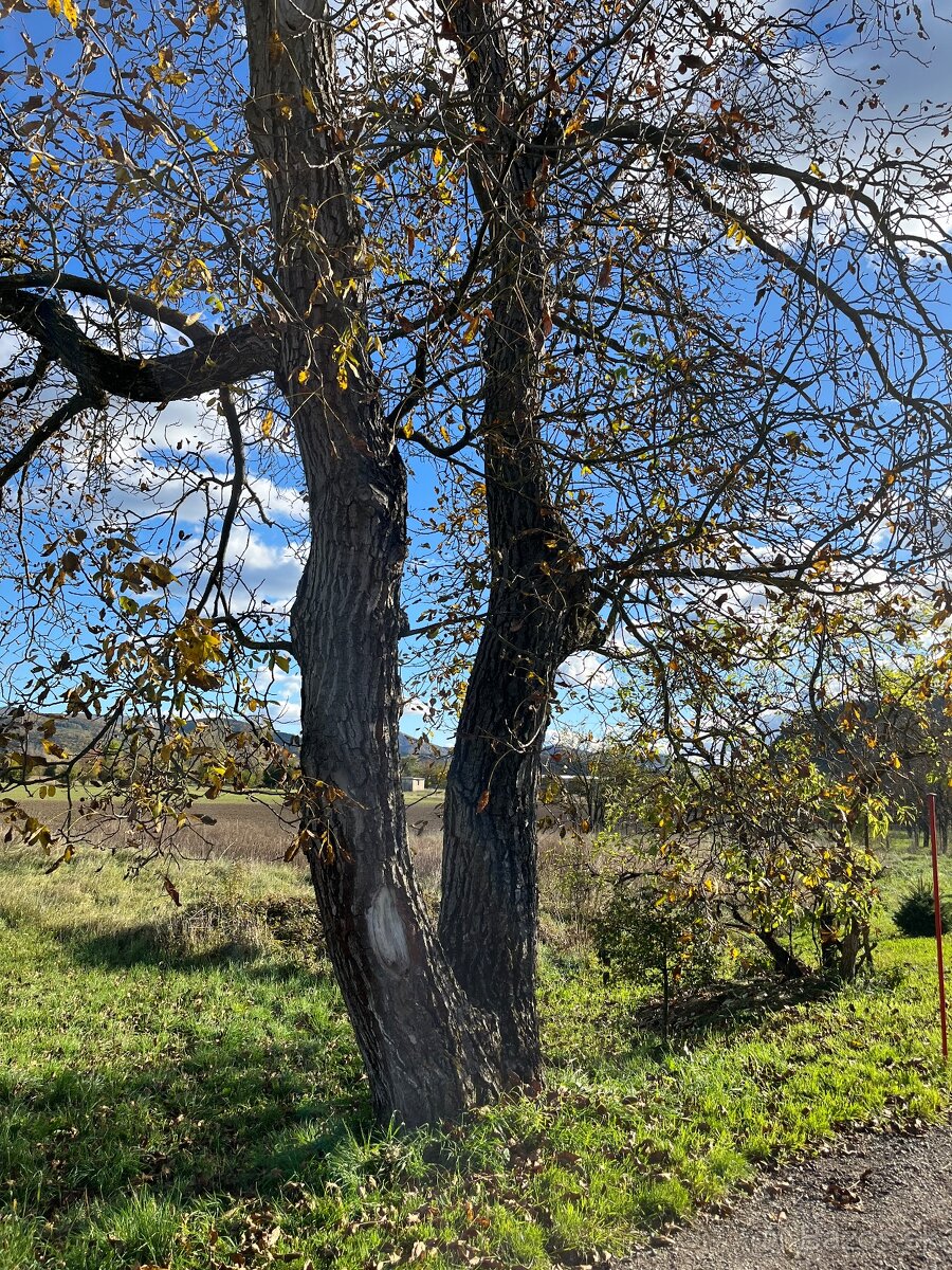 Predám 2 orechové kmene - 3