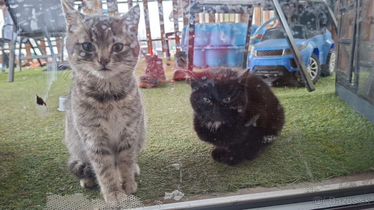 Mačiatka - 3