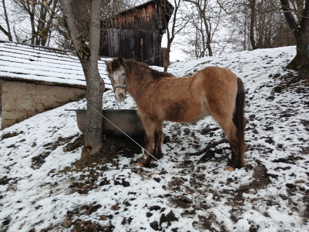 Vymenim valacha kona hucul - 3