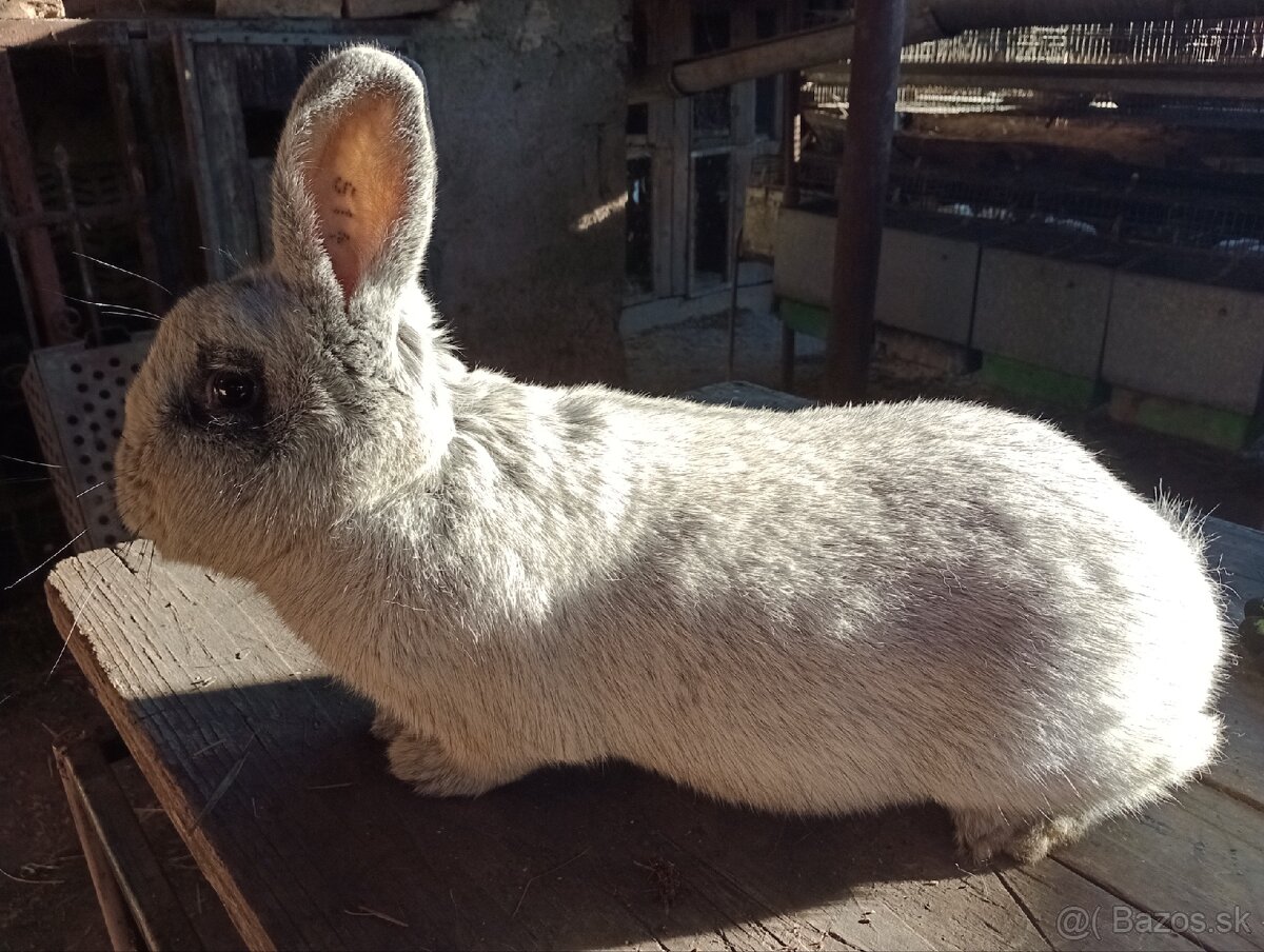 Králiky, zajace - 3