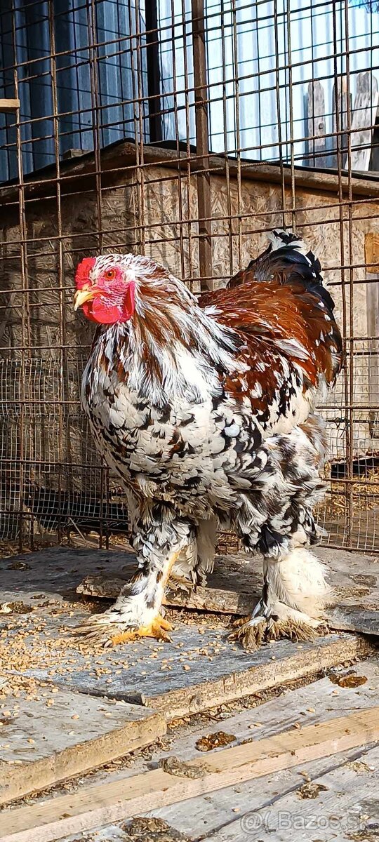 Brahmanka Pocelán - 3