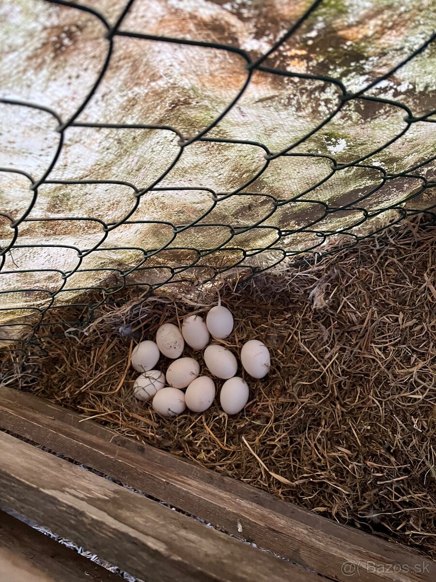 Vlaška jarabičia kuriatka - 3