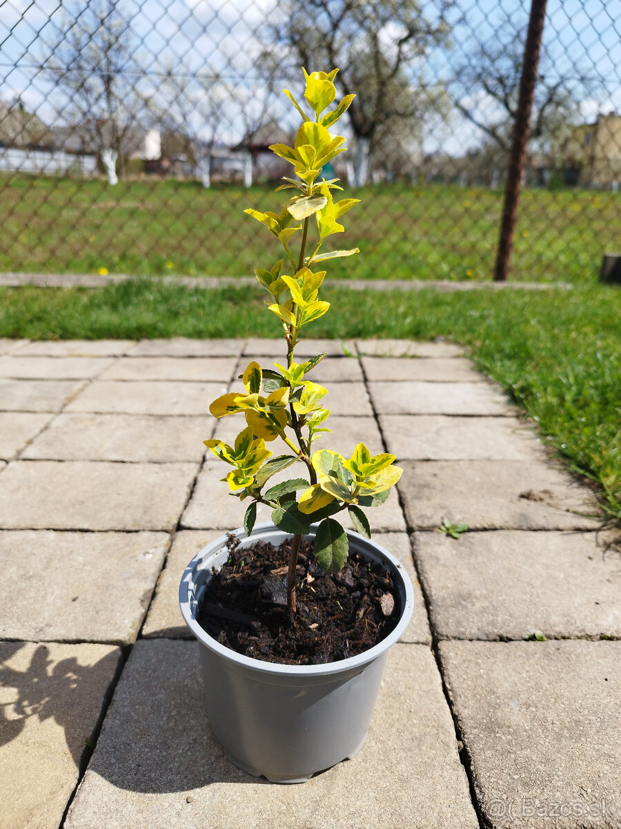 Predám okrasne kríky - Bršlen japonský - 3