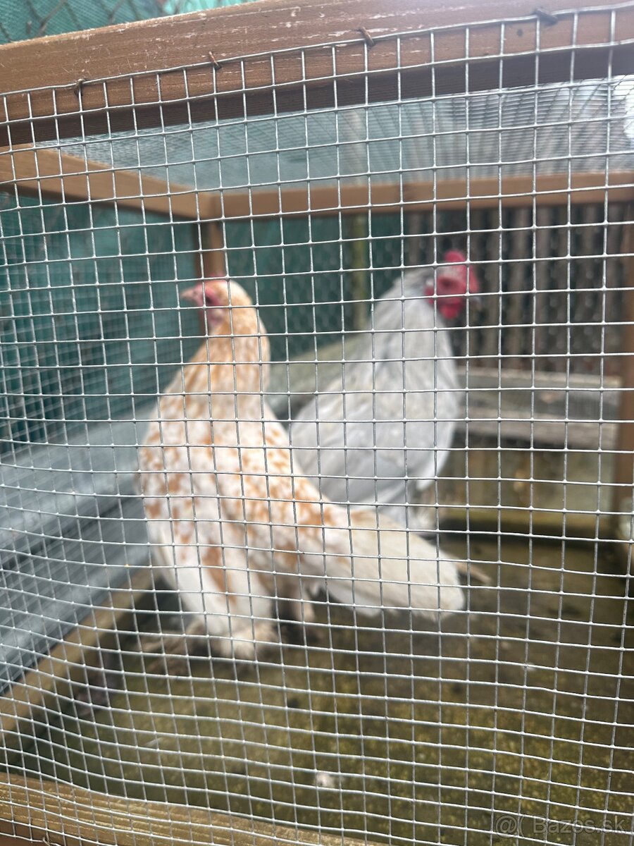 Predám milfrenky 1 kohút 2 sliepky - 3