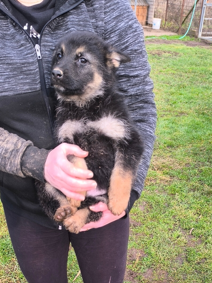 Nemecky ovčiak šteniatka - 3