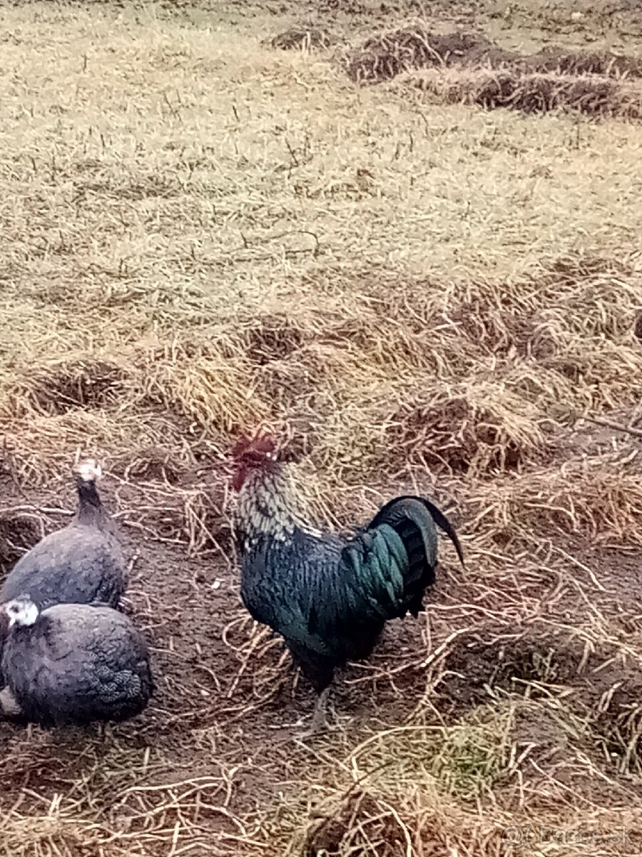 Predám Perličky - 3