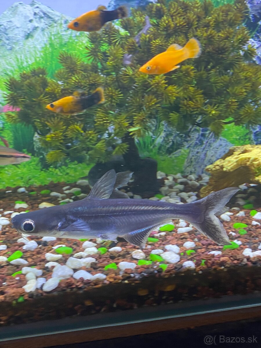 Sumček žraločí - 3