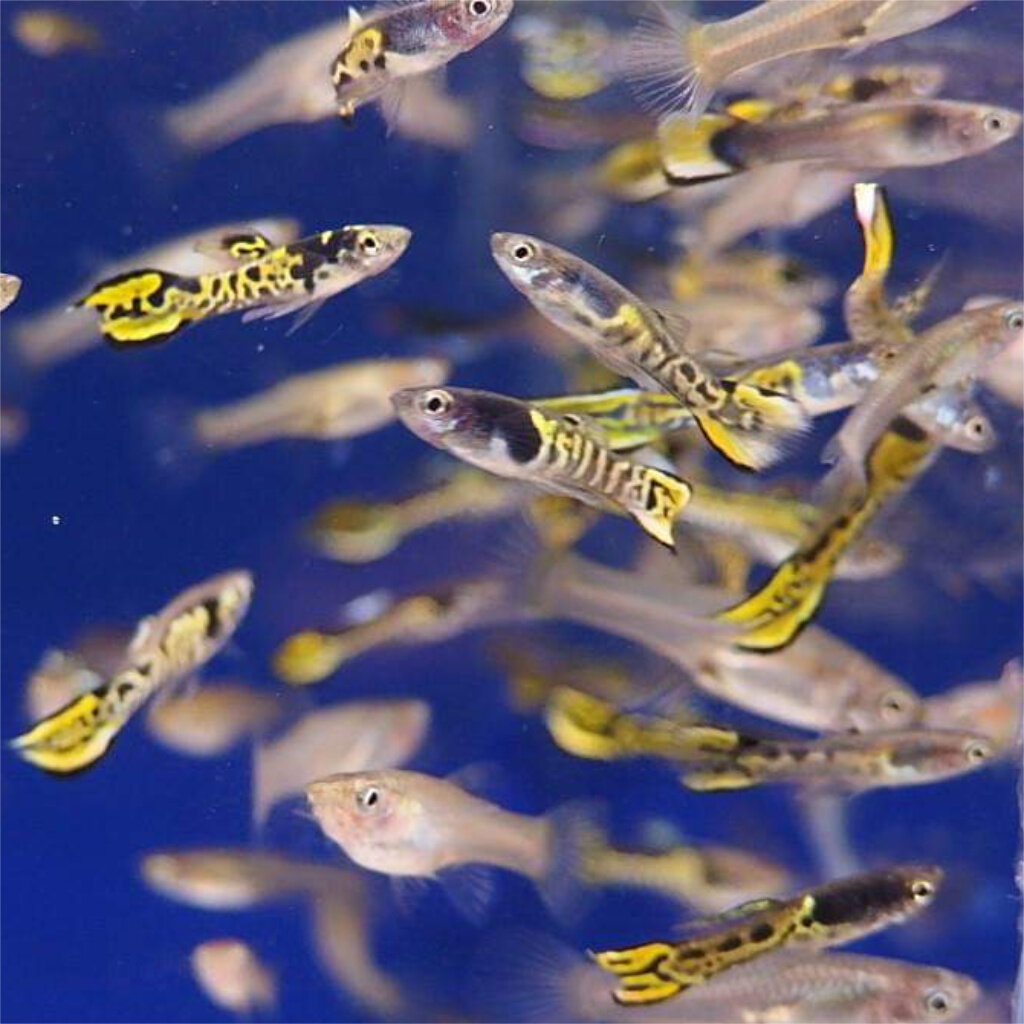 Endlerky yellow tiger - 3