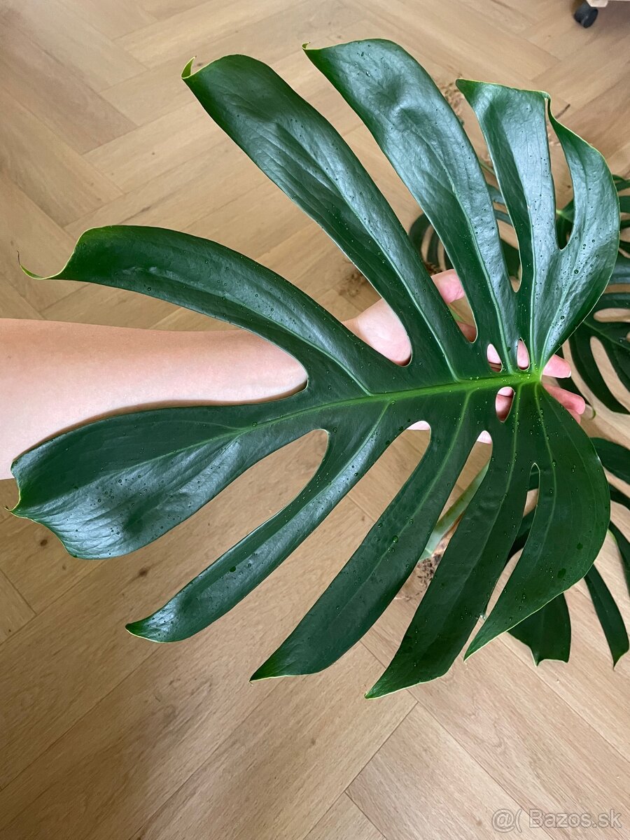 Monstera sierrana - 3