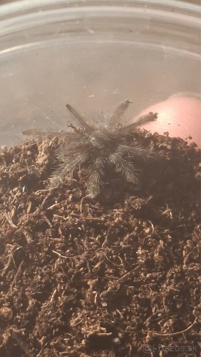 Heteroscodra Maculata - 3