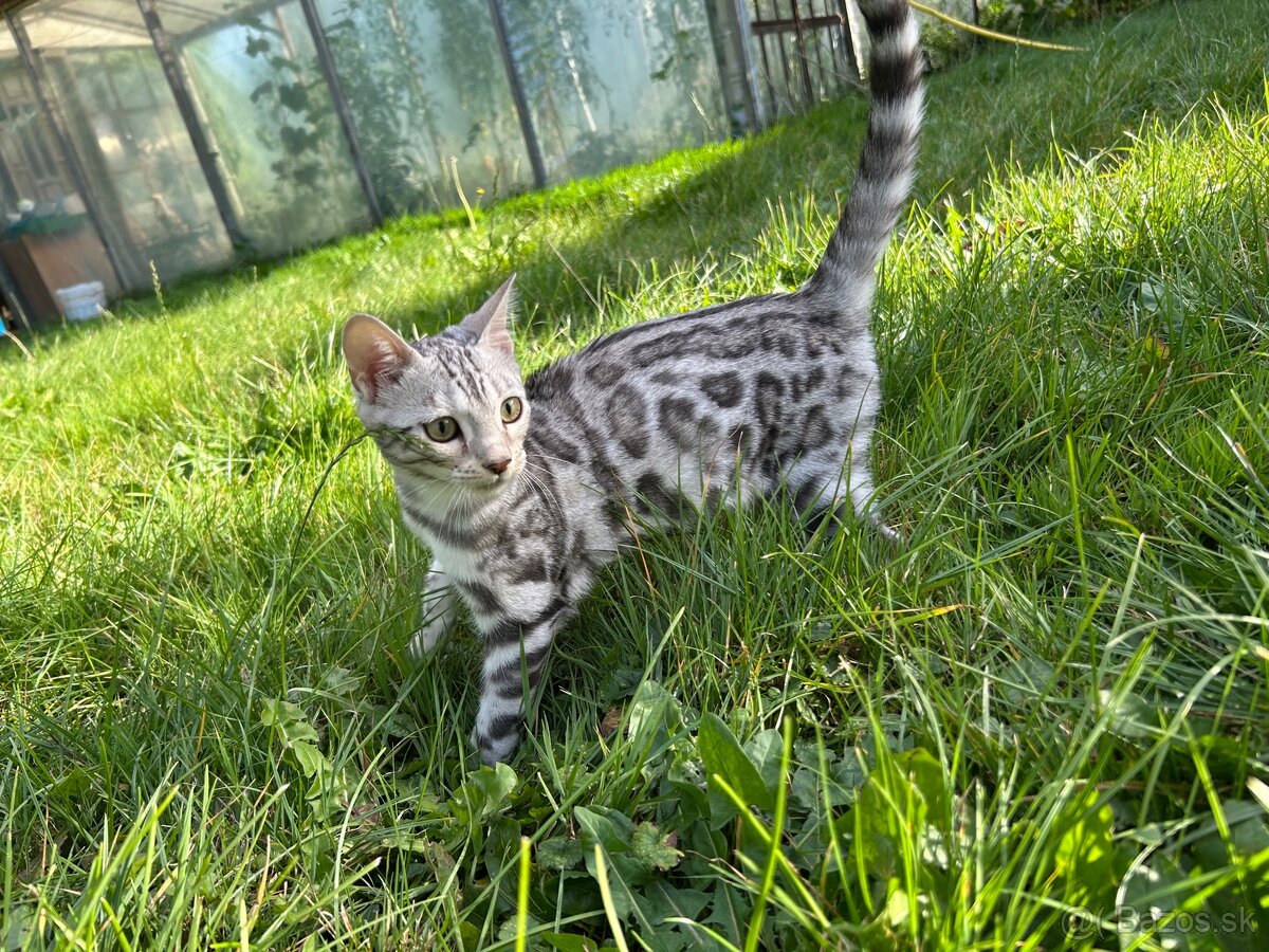 Bengal Silver Mačka z PP - 3