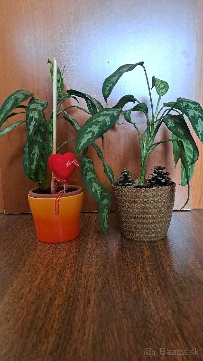 Aglaonema izbová rastlina 1ks za 9€ - 3
