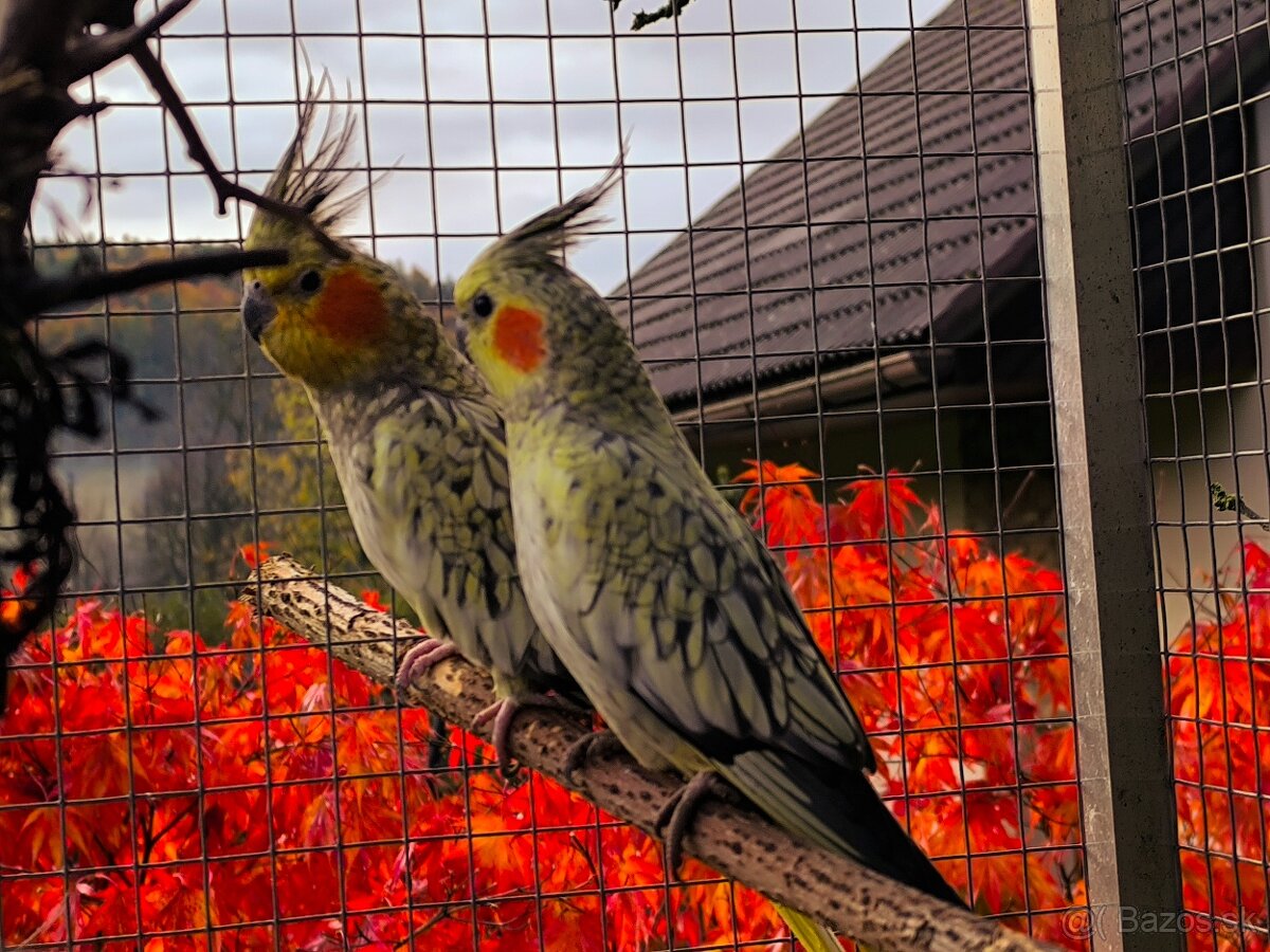 Korely výstavný typ - 3