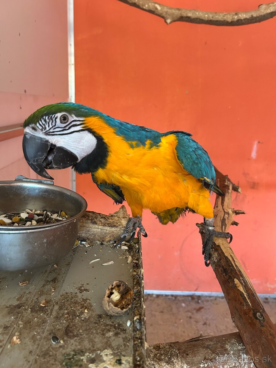 Ara ararauna 0,1 - 3