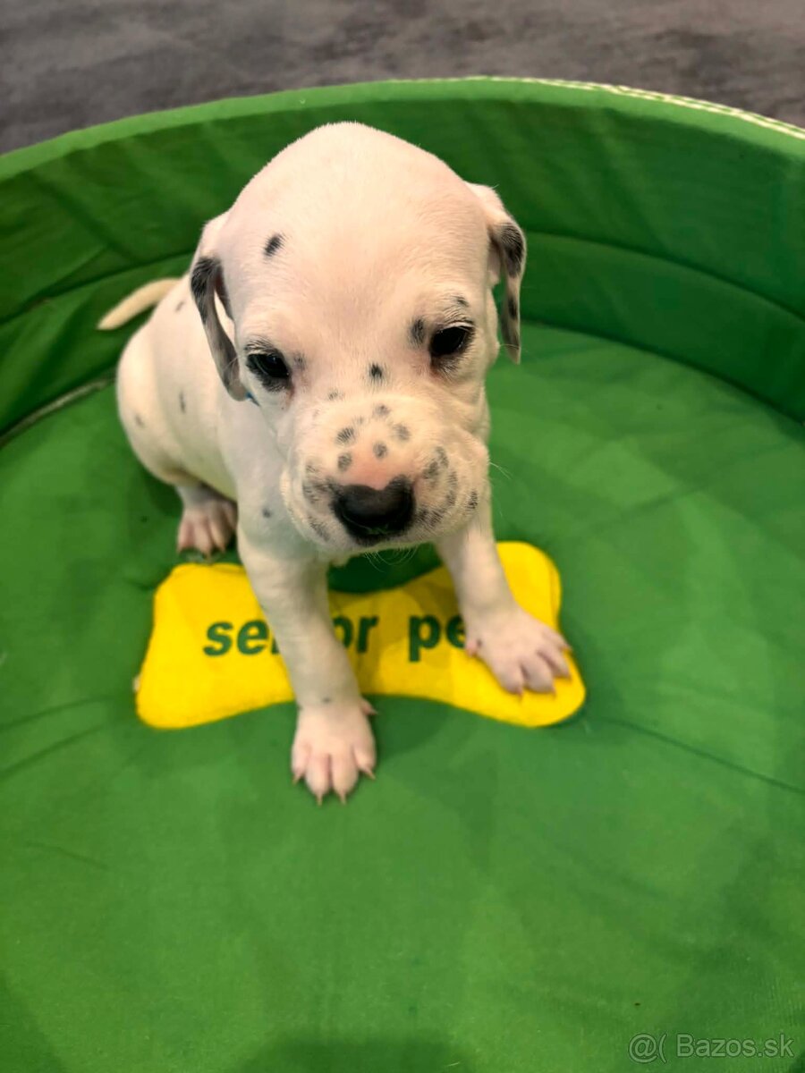 DALMATIN šteniatká - 3