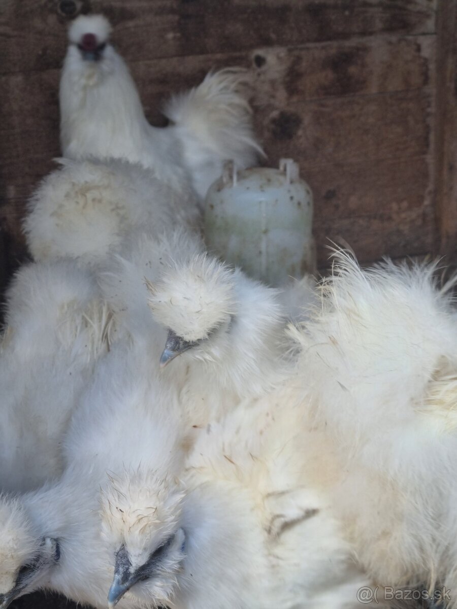 Zdrobnela hodvabnicka - 3