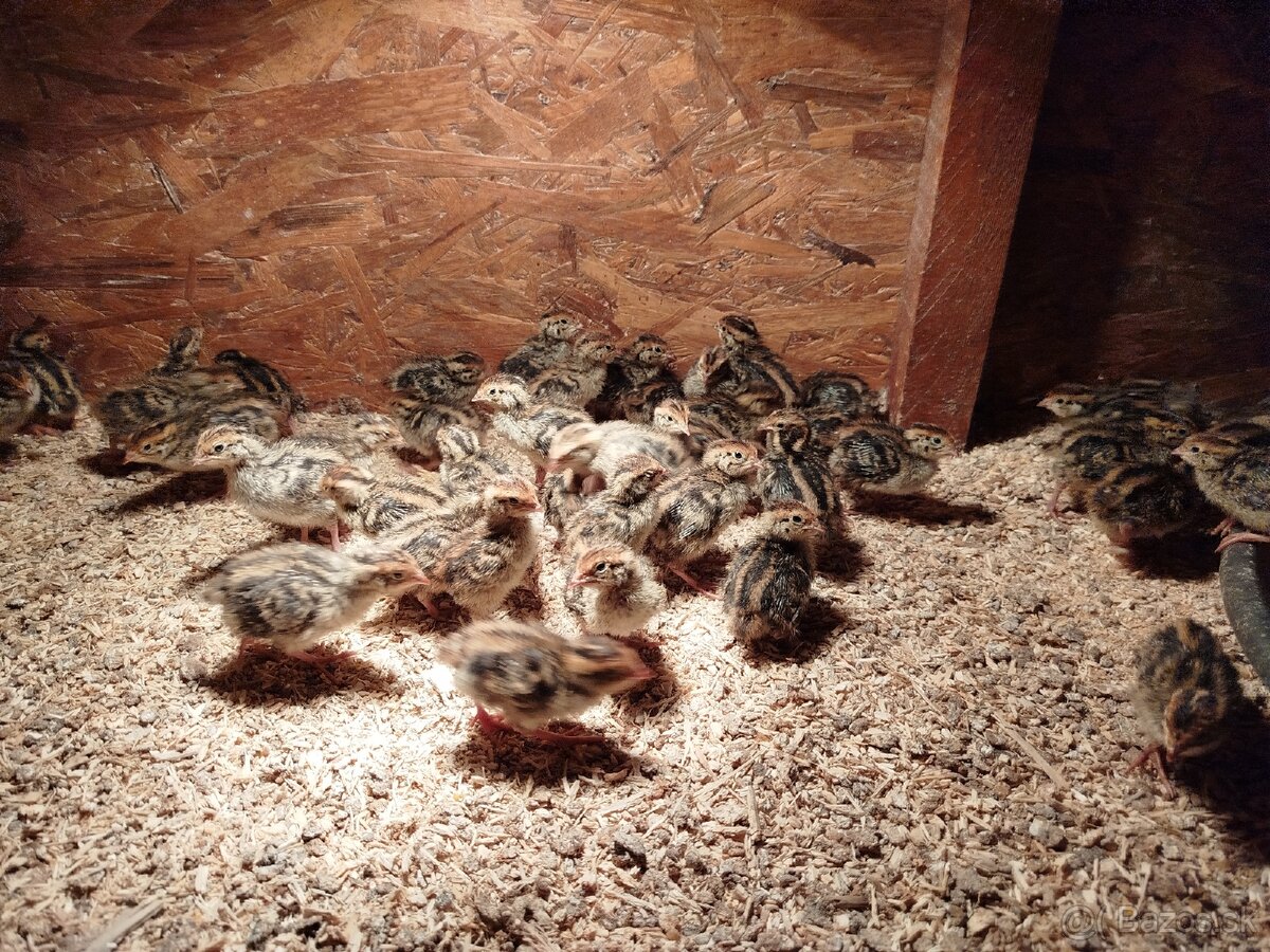 Japonské prepelice - 3