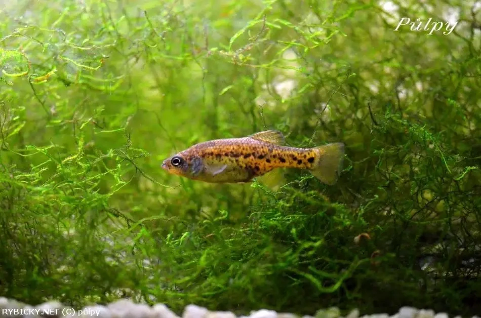 Čapala pardálí - 3