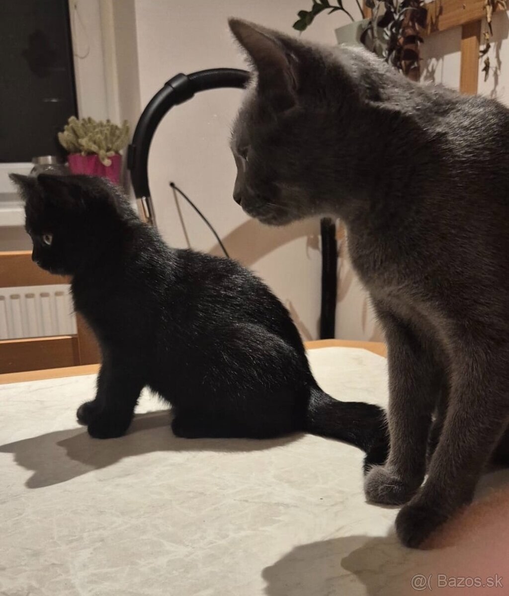 Britské mačiatka - 3