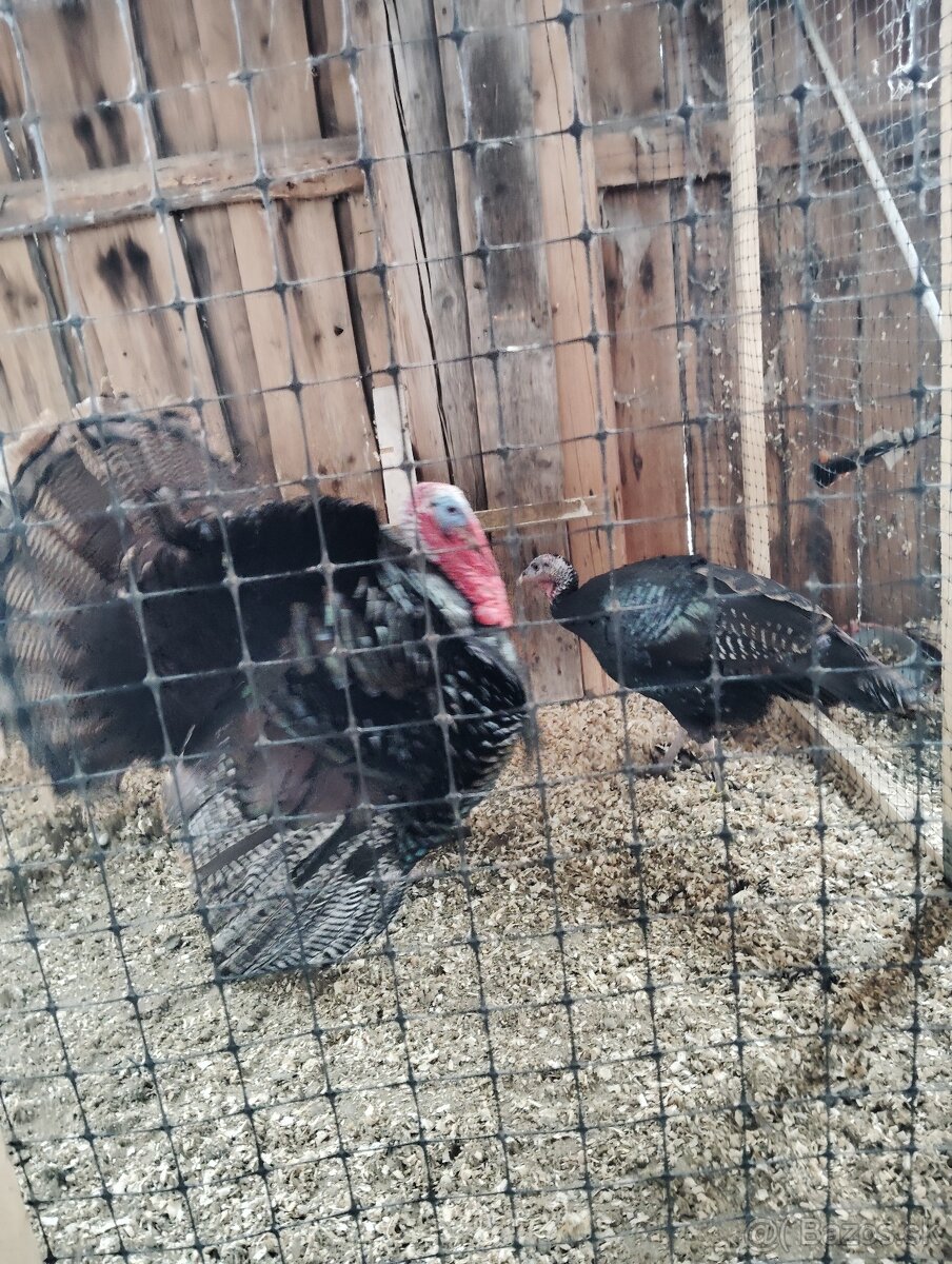 Bronzové morky. - 3