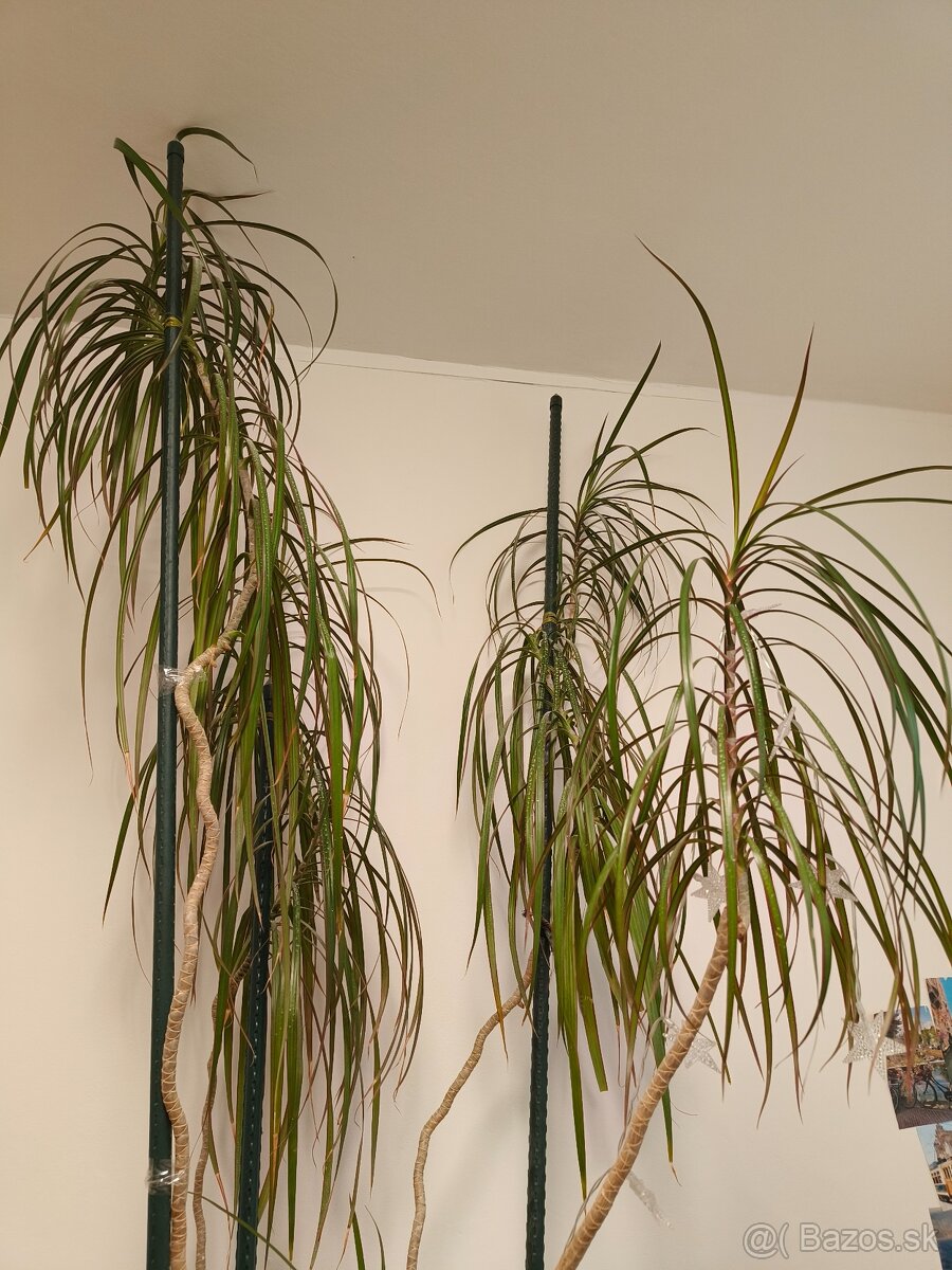 Predam krasnu vysoku Dracenu - 3