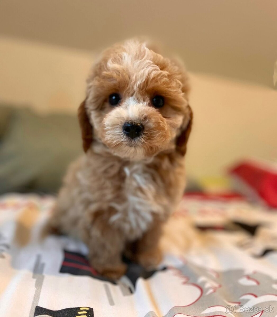 Pudel+ Maltese= Maltipoo girl - 3