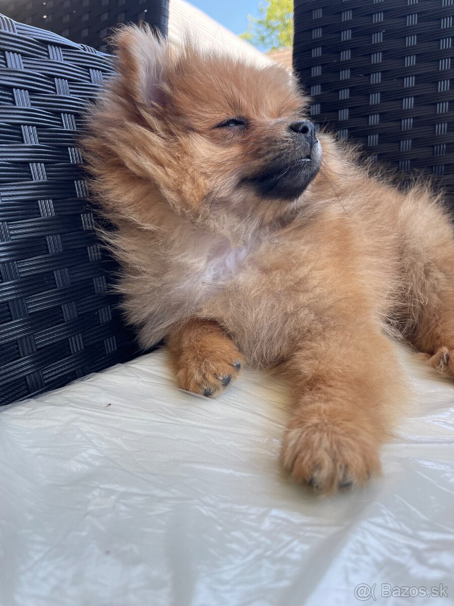 Pomeranian - 3